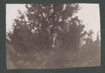 Photograph of three Miami Military Institute cadets, climbing a tree, 1904
