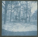 Photograph of horse and buggy in wooded area, 1904
