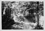 Crime Scene Photograph — Wooded Lane, Vance Road, Dayton Area, 1946 by Wright State University