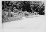 Crime Scene Photograph — Entrance to Wooded Lane, Vance Road, Dayton Area, 1946 by Wright State University