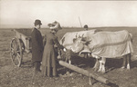 Orville and Katharine Wright with oxen