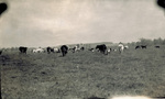 Wright Model B Flyer flying low with grazing cows in foreground
