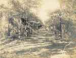Wooded trail near Kitty Hawk by Orville Wright