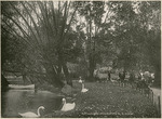 Swans at Upper Lake, National Military Home of Dayton by Keyes Souvenir Card Company