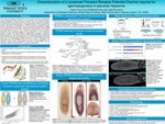 Characterization of a Conserved Transient Receptor Potential Channel Required for Spermatogenesis in Planarian Flatworms by Haley Curry and Labib Rouhana